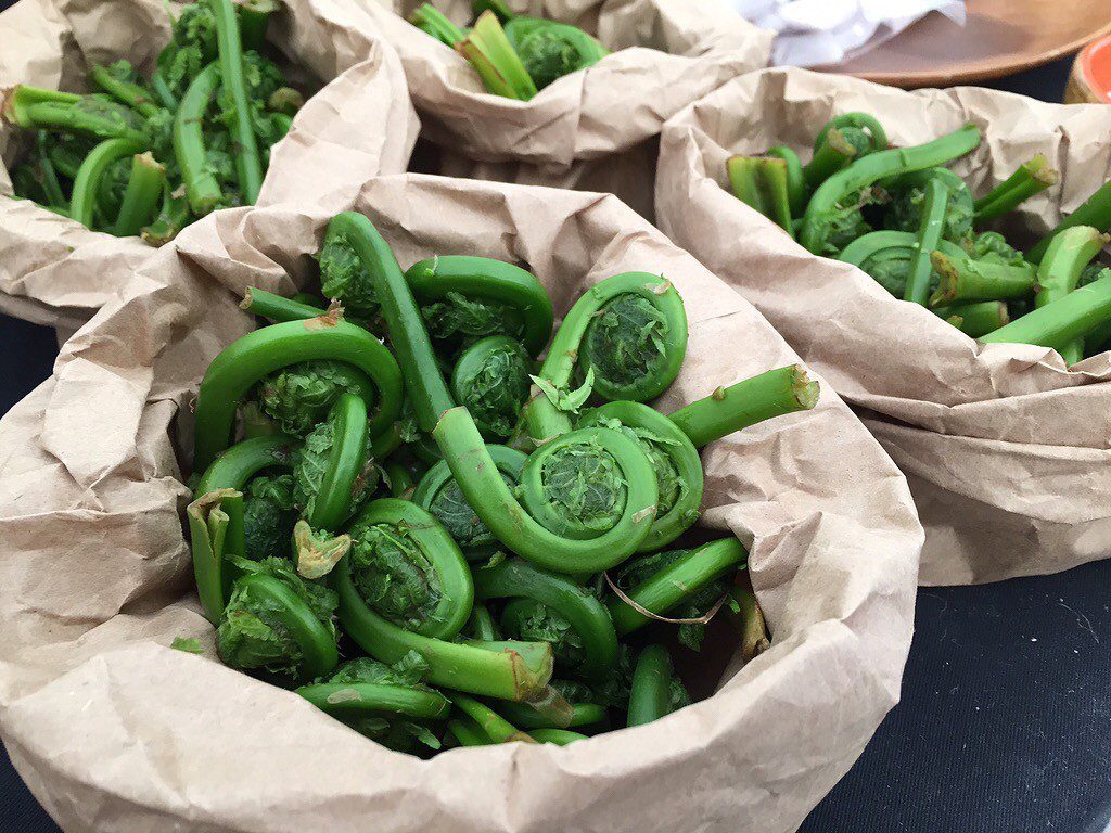 fiddleheads