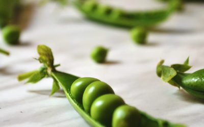 July 9, 2020 | UPDATED Guide to Financial Assistance and Funding Opportunities for Farmers’ Markets and Vendors in Nova Scotia