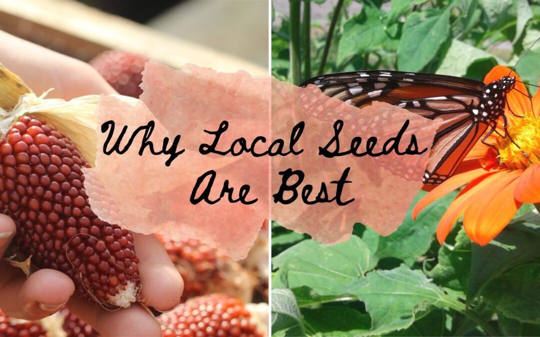 Why Local Seeds Are Best